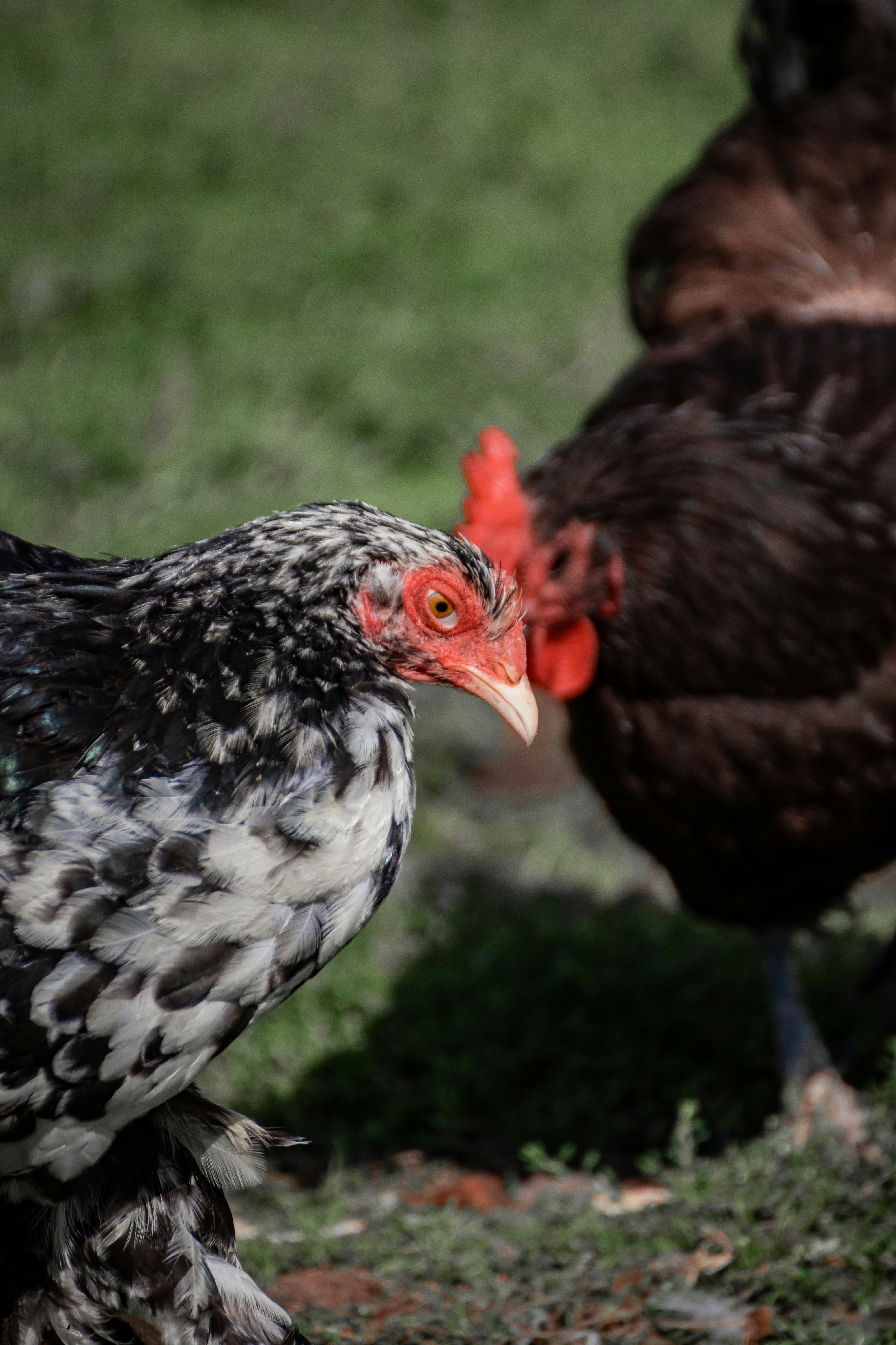 ein paar Hühner, die auf einem grasbedeckten Feld stehen