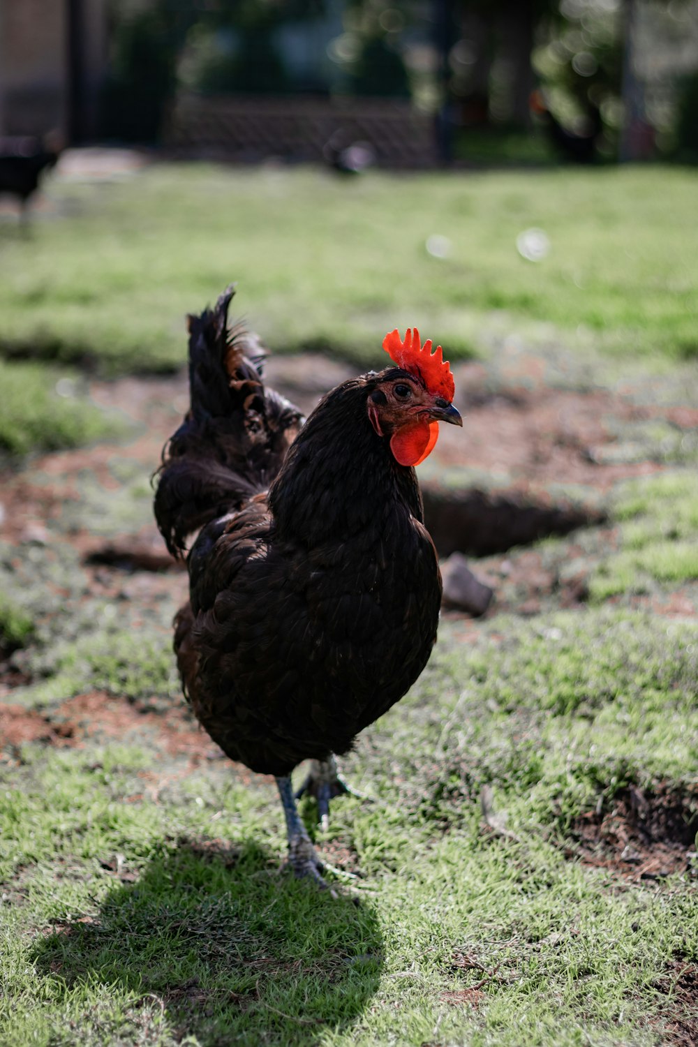 a couple of chickens standing on top of a lush green field