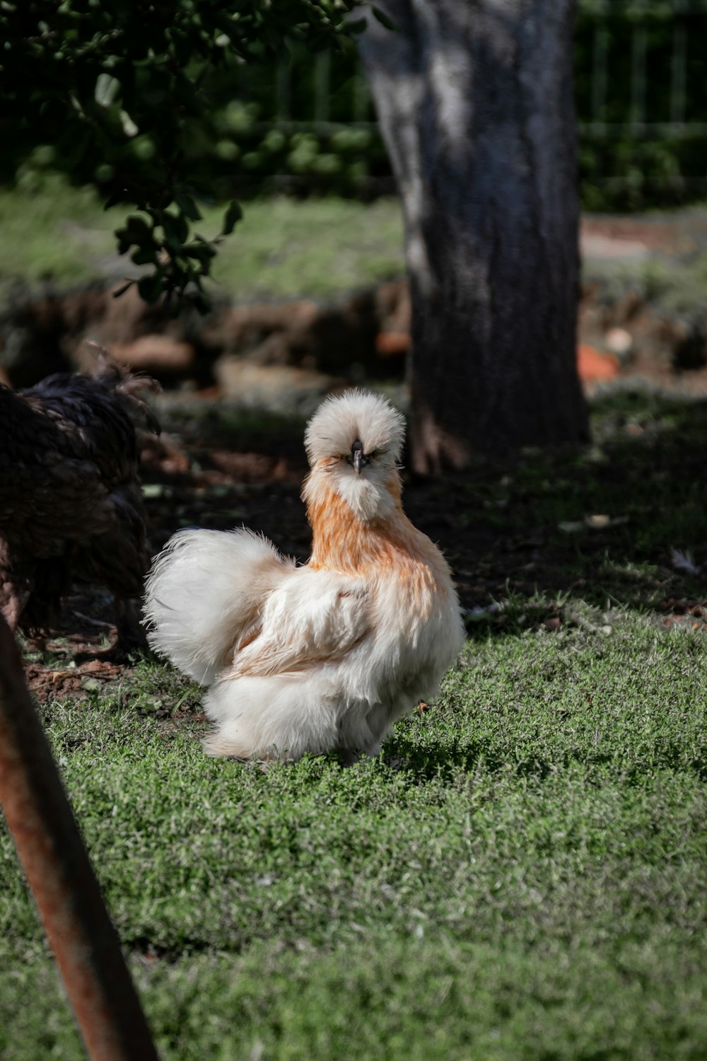 a chicken is standing in the grass near a tree