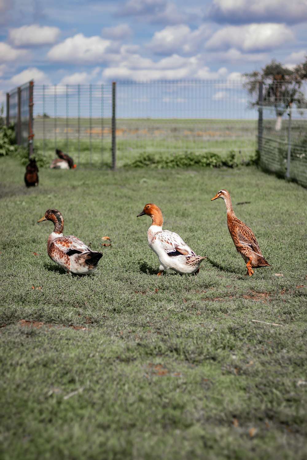 a group of ducks standing on top of a lush green field