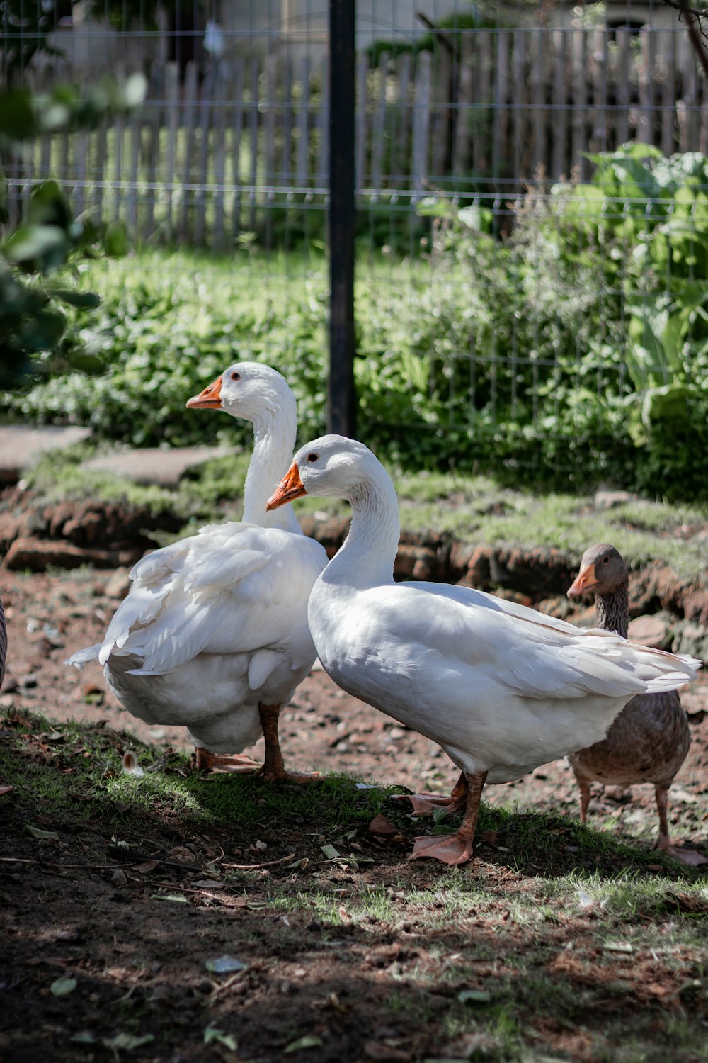 a group of ducks standing next to each other on a field