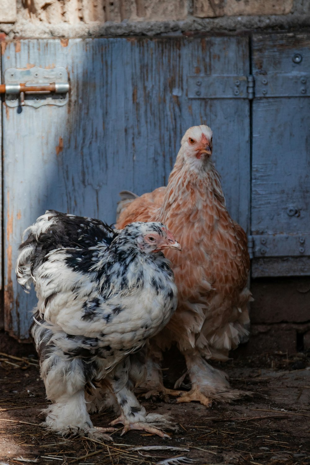 Un par de pollos parados uno al lado del otro