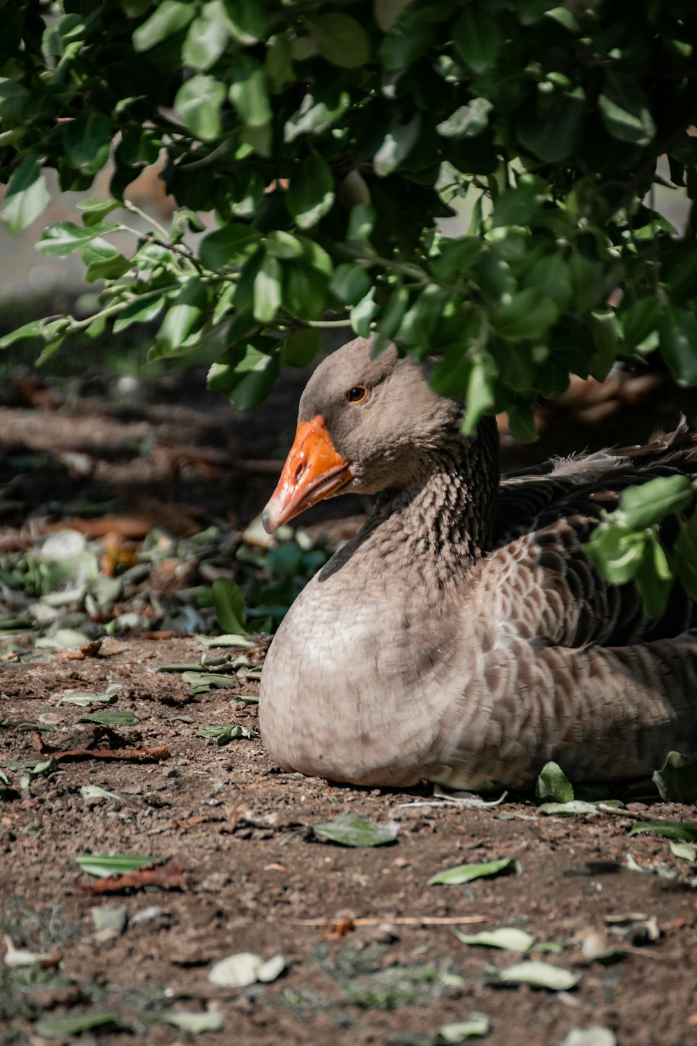 a duck laying on the ground under a tree