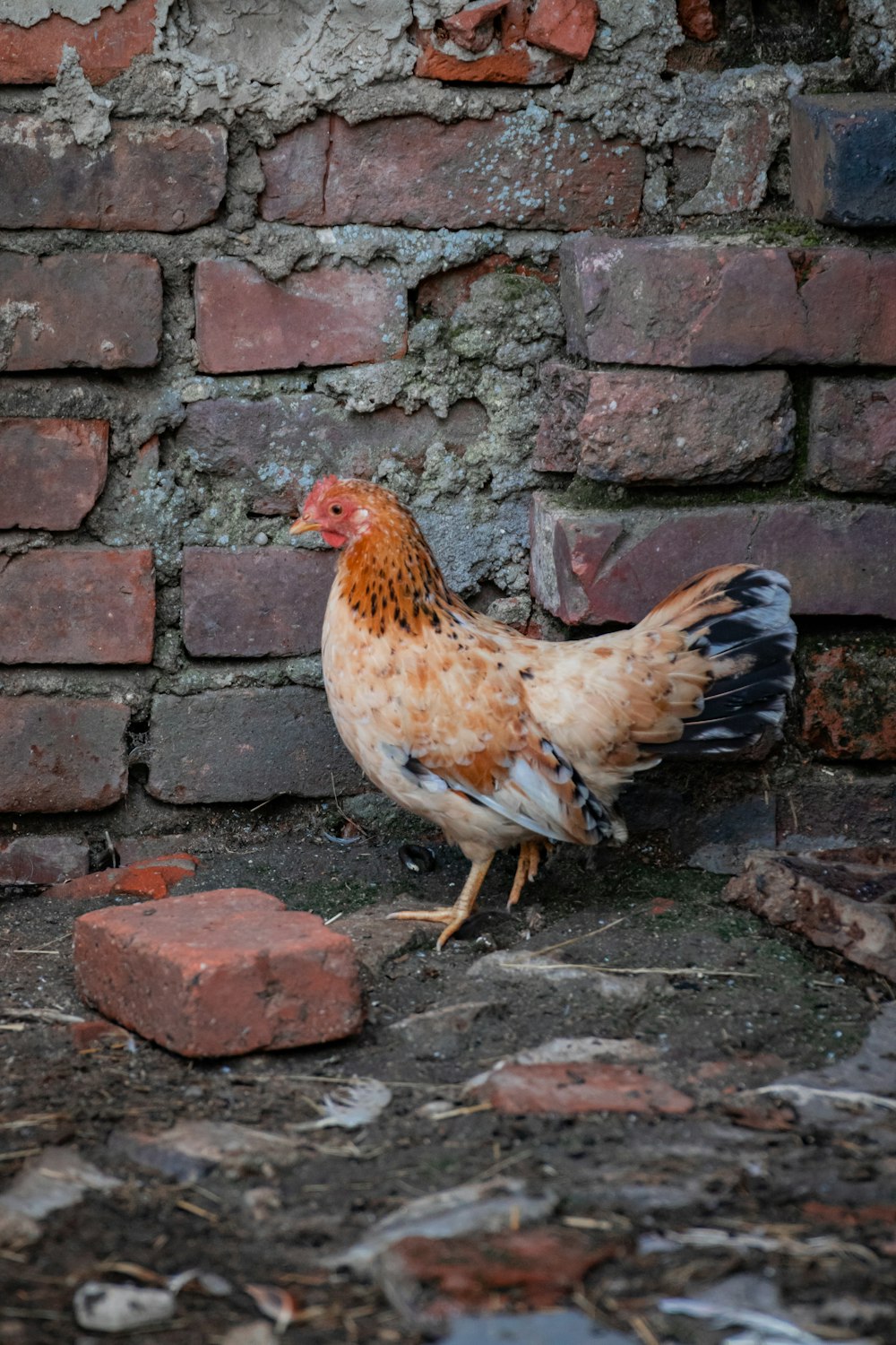 a brown and black chicken standing next to a brick wall