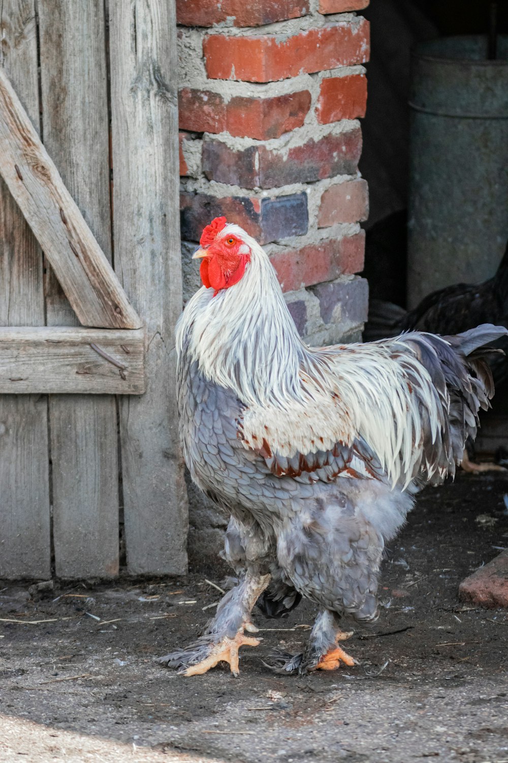 a rooster standing in front of a brick building