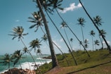 Palm trees leaning over a quiet, turquoise cove in Concepcion, Romblon.