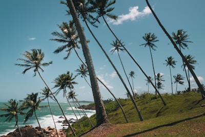 Palm trees leaning over a quiet, turquoise cove in Concepcion, Romblon.