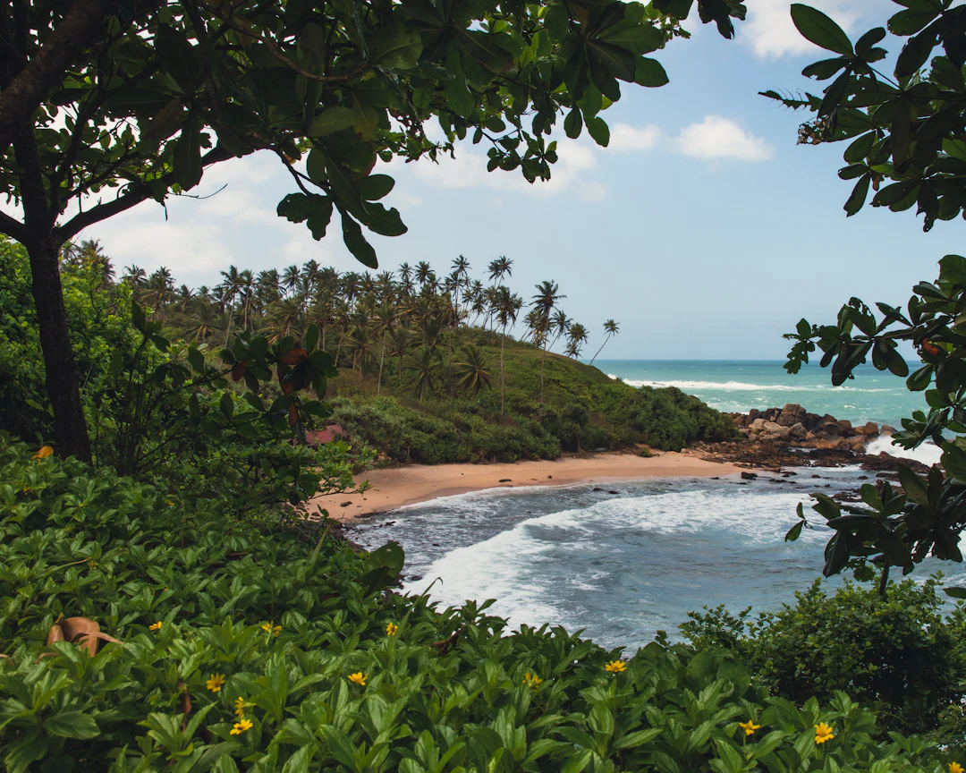 A view of the sea and a sandy cove through trees
