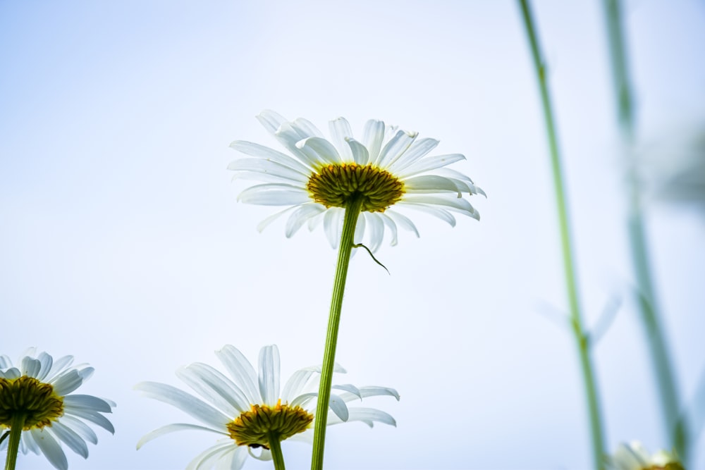 a group of daisies with a blue sky in the background