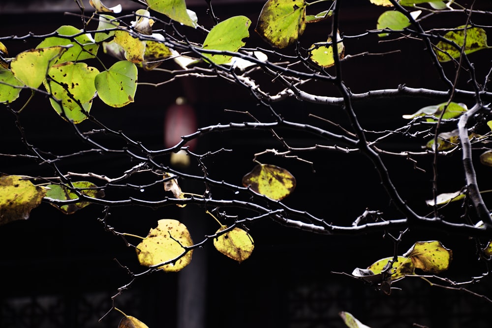 a tree with yellow leaves in front of a building