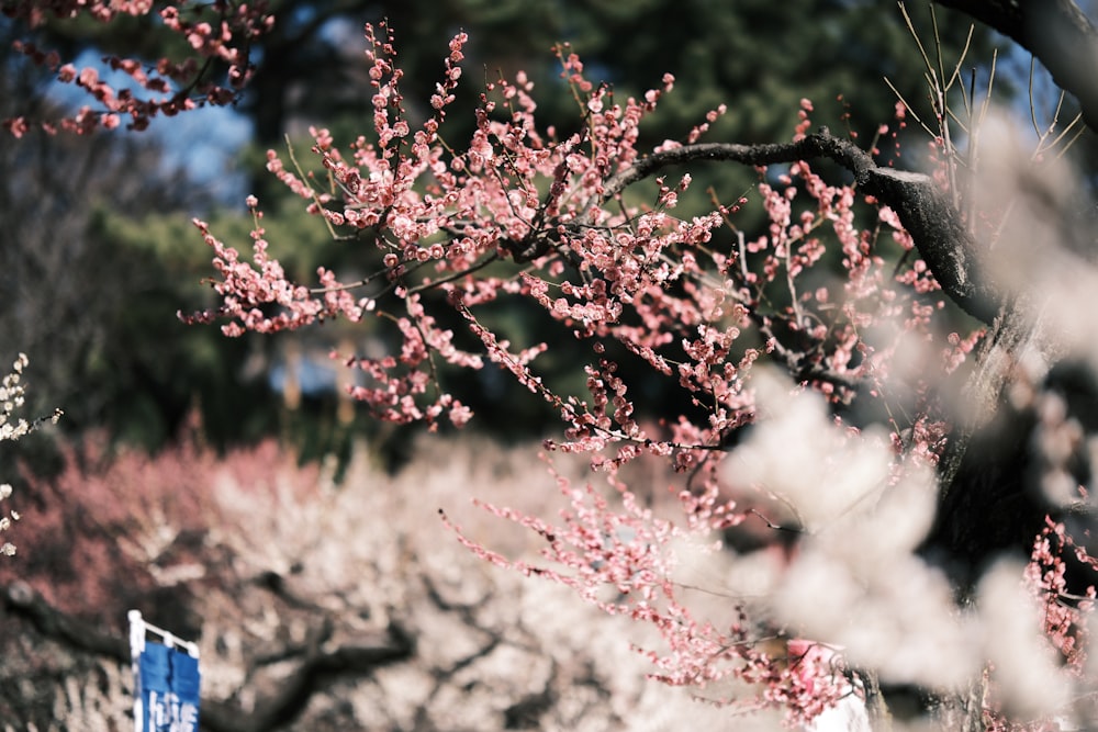 a close up of a tree with pink flowers