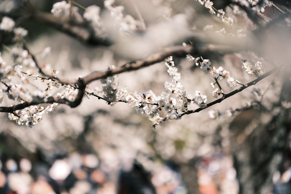 a close up of a tree with white flowers