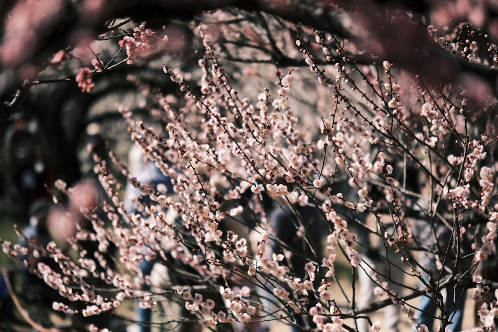 a close up of a tree with pink flowers