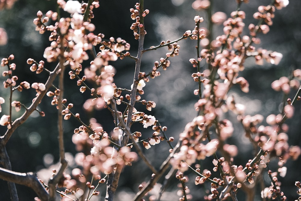 a close up of a tree with small flowers