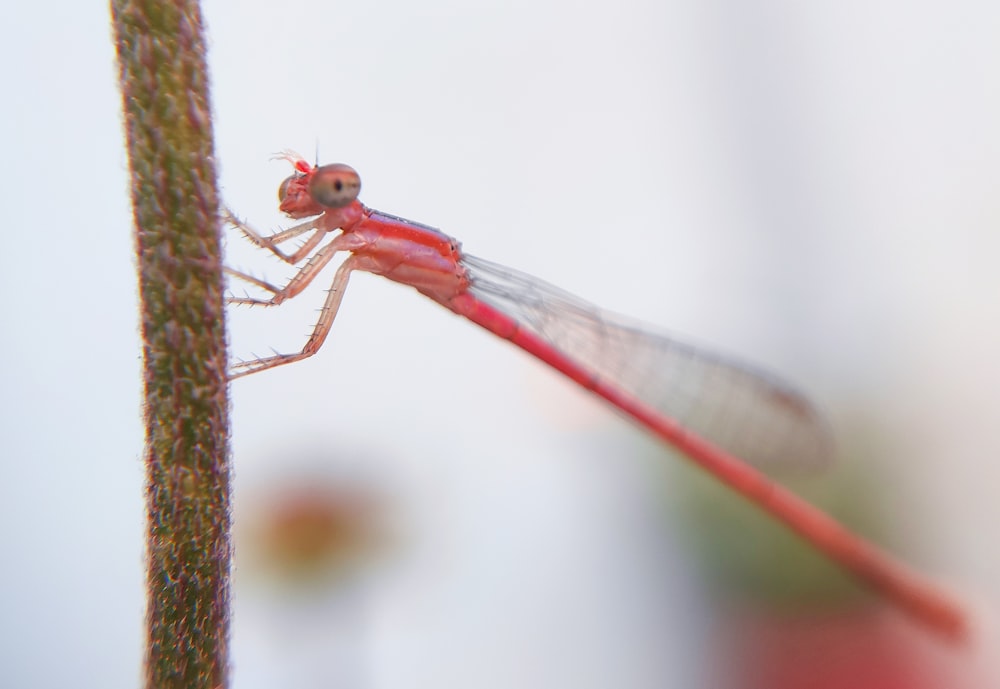 a close up of a red dragonfly on a plant