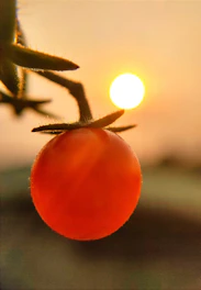 Bright red tomatoes hanging ripe on the vine under the morning sun.