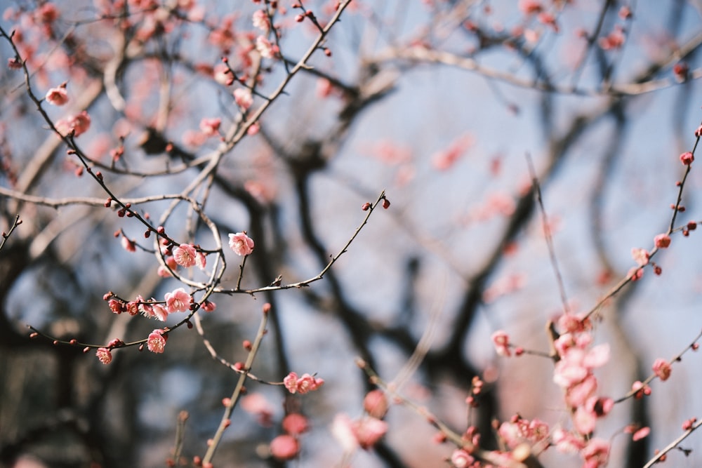 a close up of a tree with pink flowers