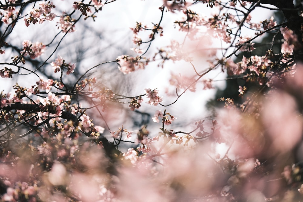 a tree filled with lots of pink flowers