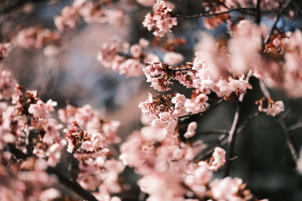 a close up of a tree with pink flowers