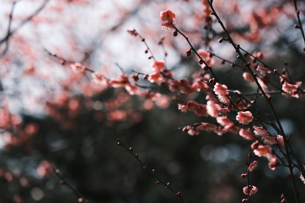 a close up of a tree with pink flowers