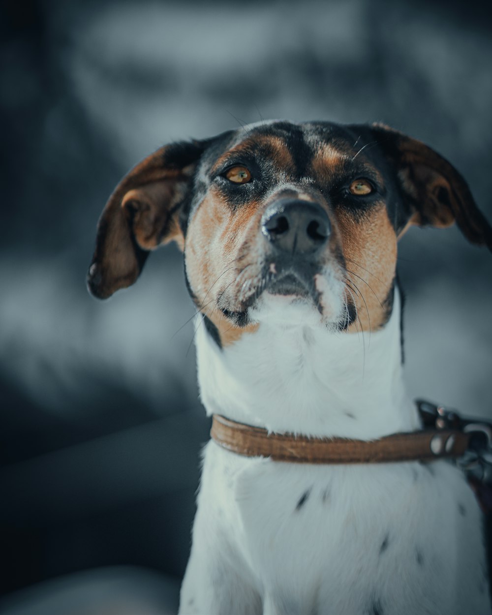 a close up of a dog looking at the camera