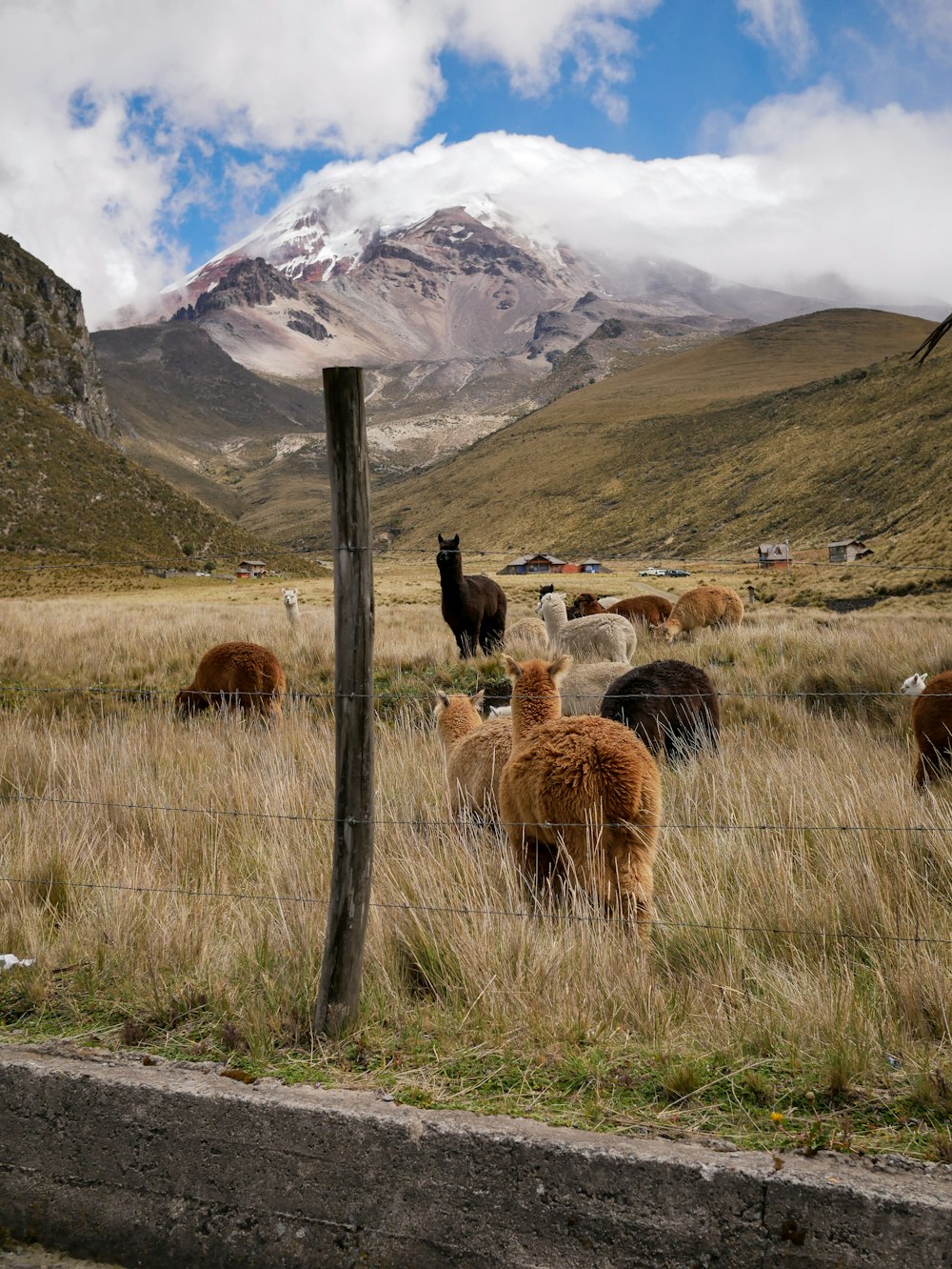 a herd of llamas grazing in a field with a mountain in the background