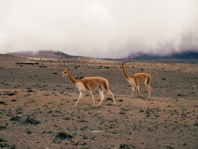 Two vicuñas are walking across a barren, rocky landscape. The ground is lightly covered with sparse vegetation, and the background reveals misty mountains under a cloudy sky.