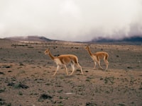 A couple of llamas walking across a dry grass field