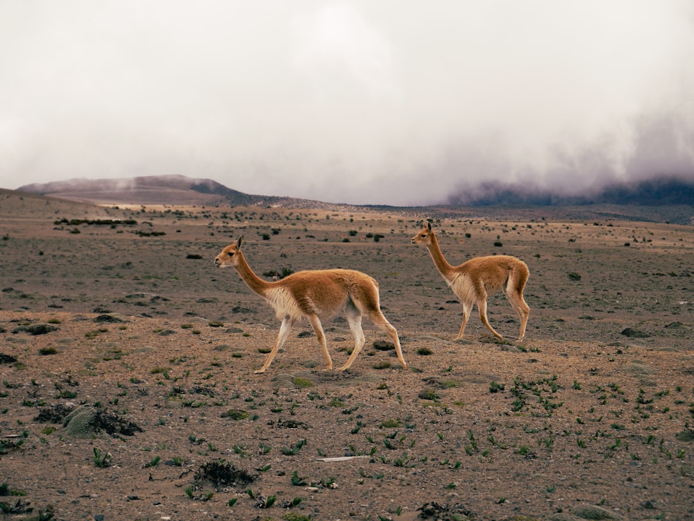 a couple of llamas walking across a dry grass field