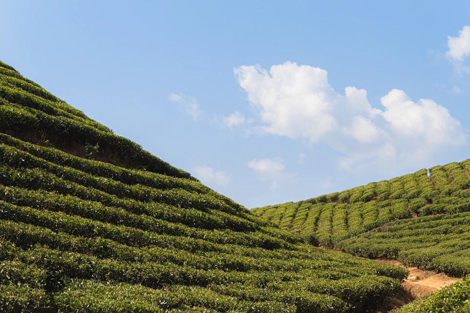 Clipped rows of tea bushes following the contours of a steep hillside under a blue sky with cumulus