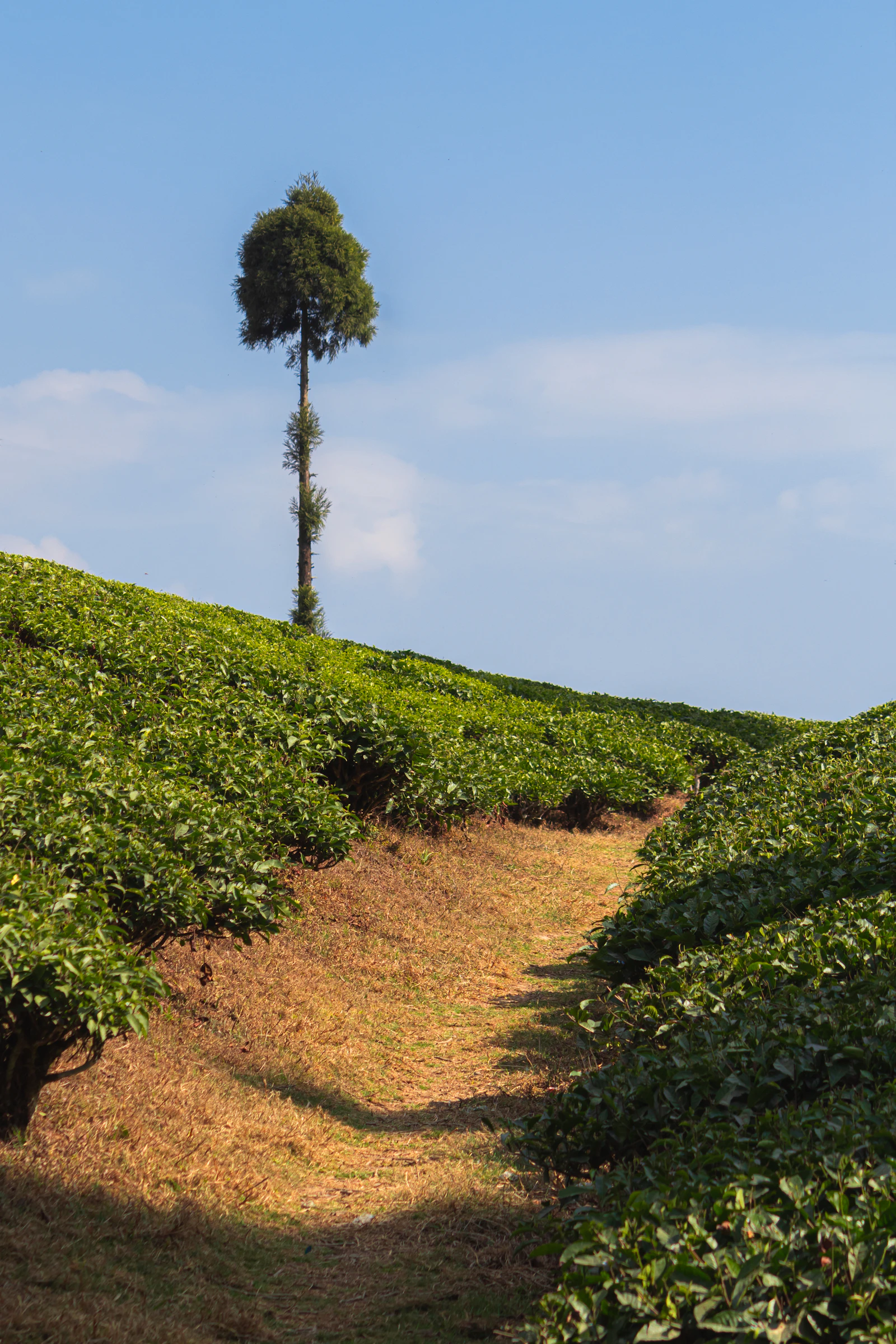 A single tall tree standing in a Darjeeling tea garden, with a mown path running between the clipped tea bushes