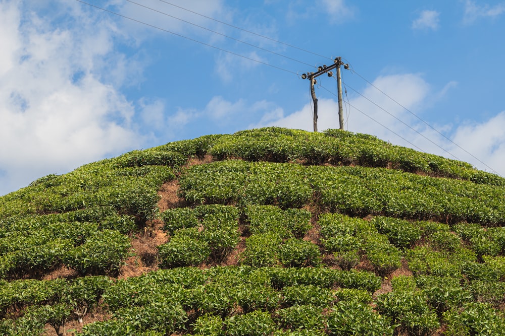 a telephone pole on top of a green hill