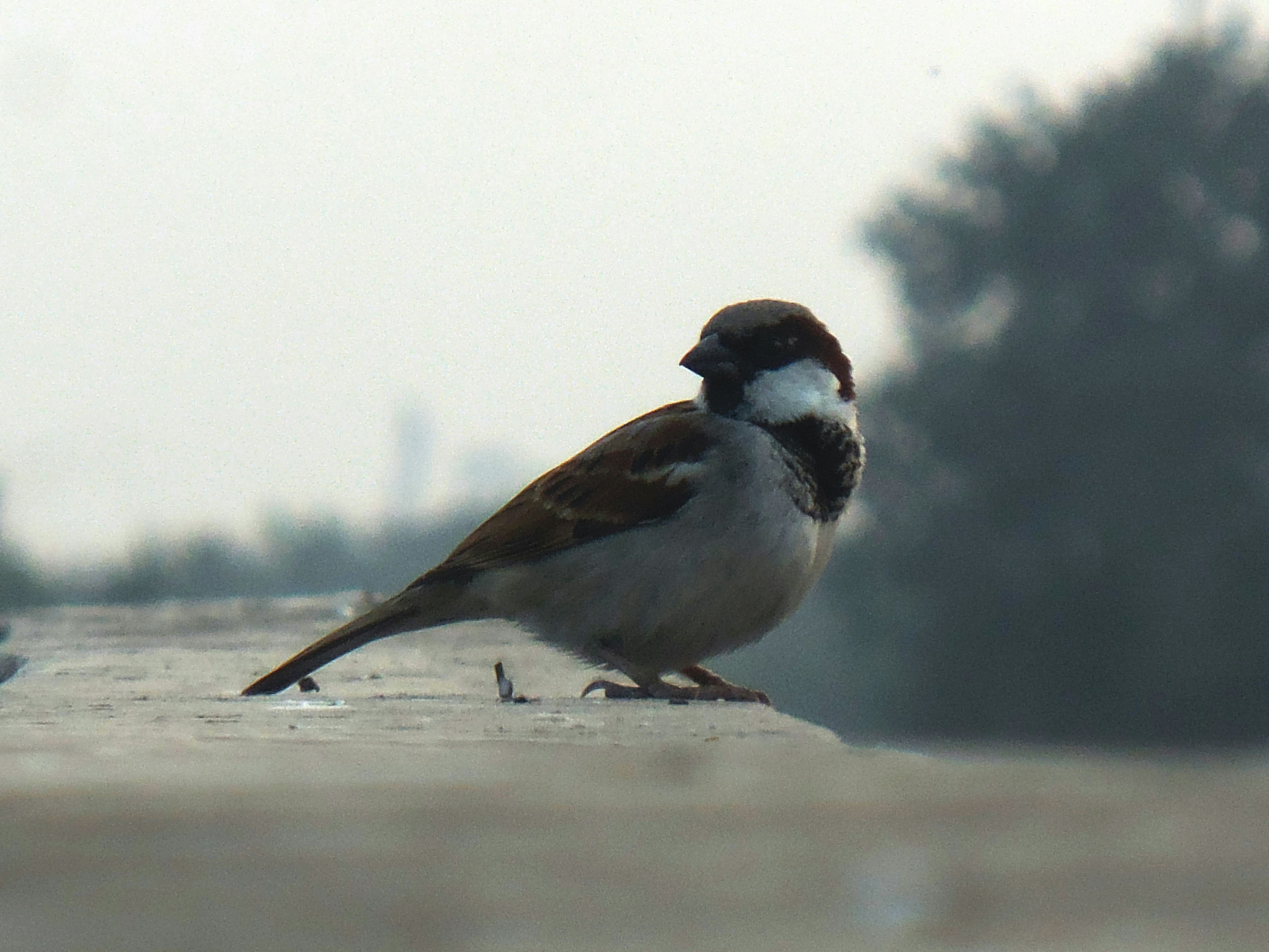 A small sparrow perched on a sunlit concrete ledge with a softly blurred riverbank in the background. The composition captures a quiet wildlife moment at an urban edge.