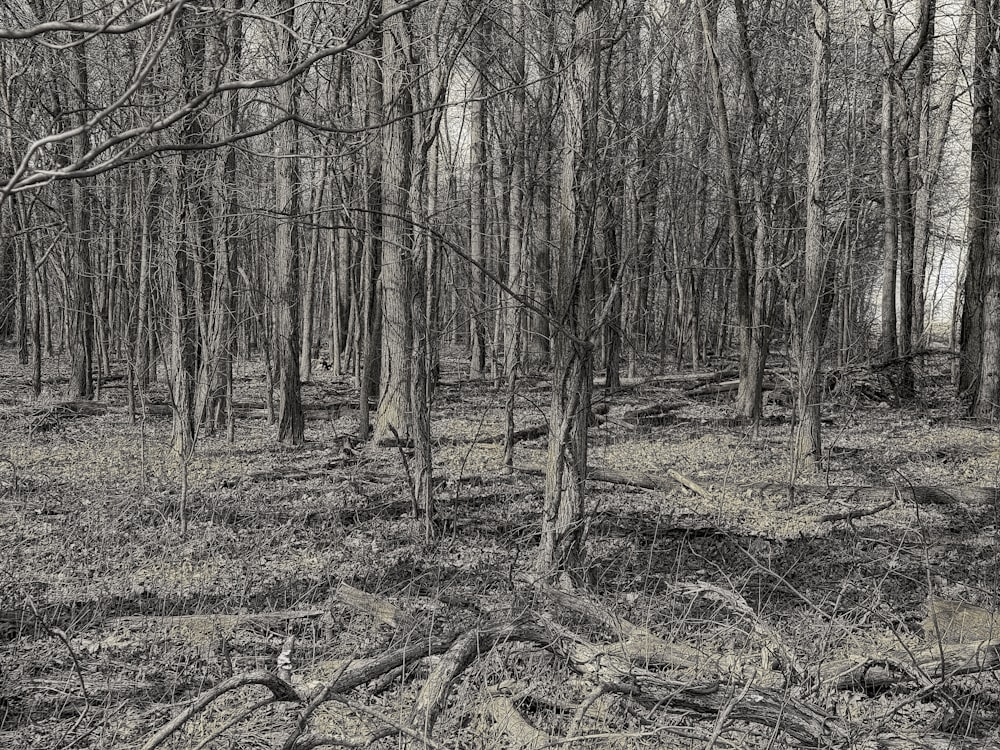 Una foto en blanco y negro de un bosque