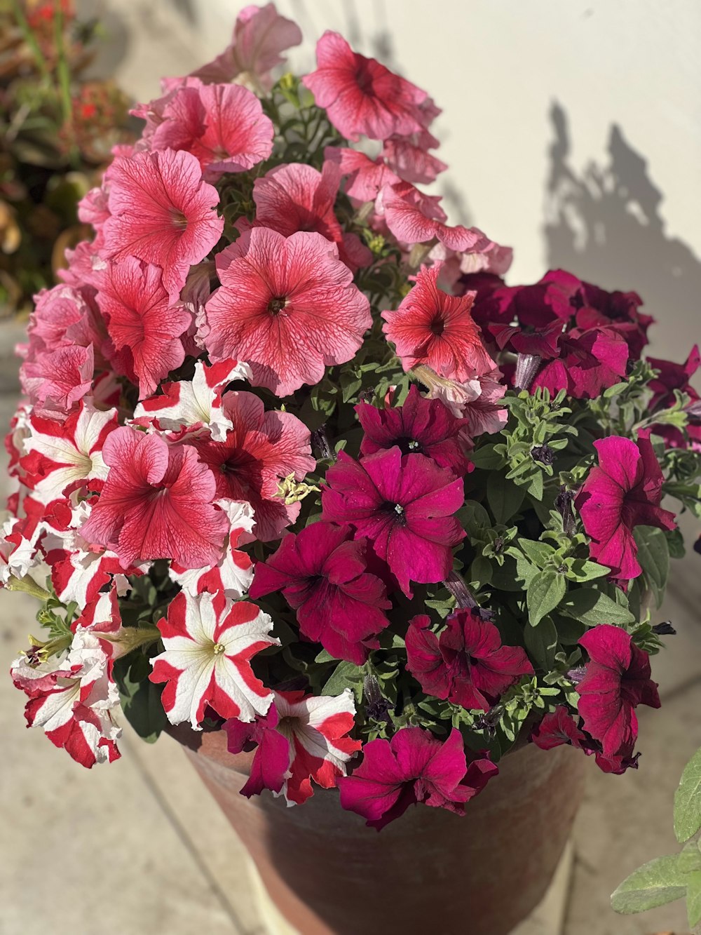 uma planta em vaso com flores rosas e brancas