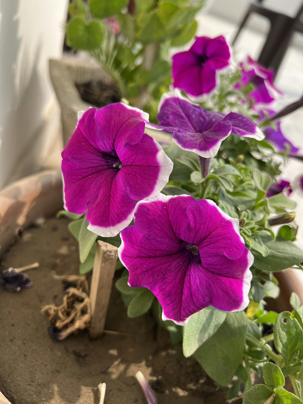 a close up of a potted plant with purple flowers