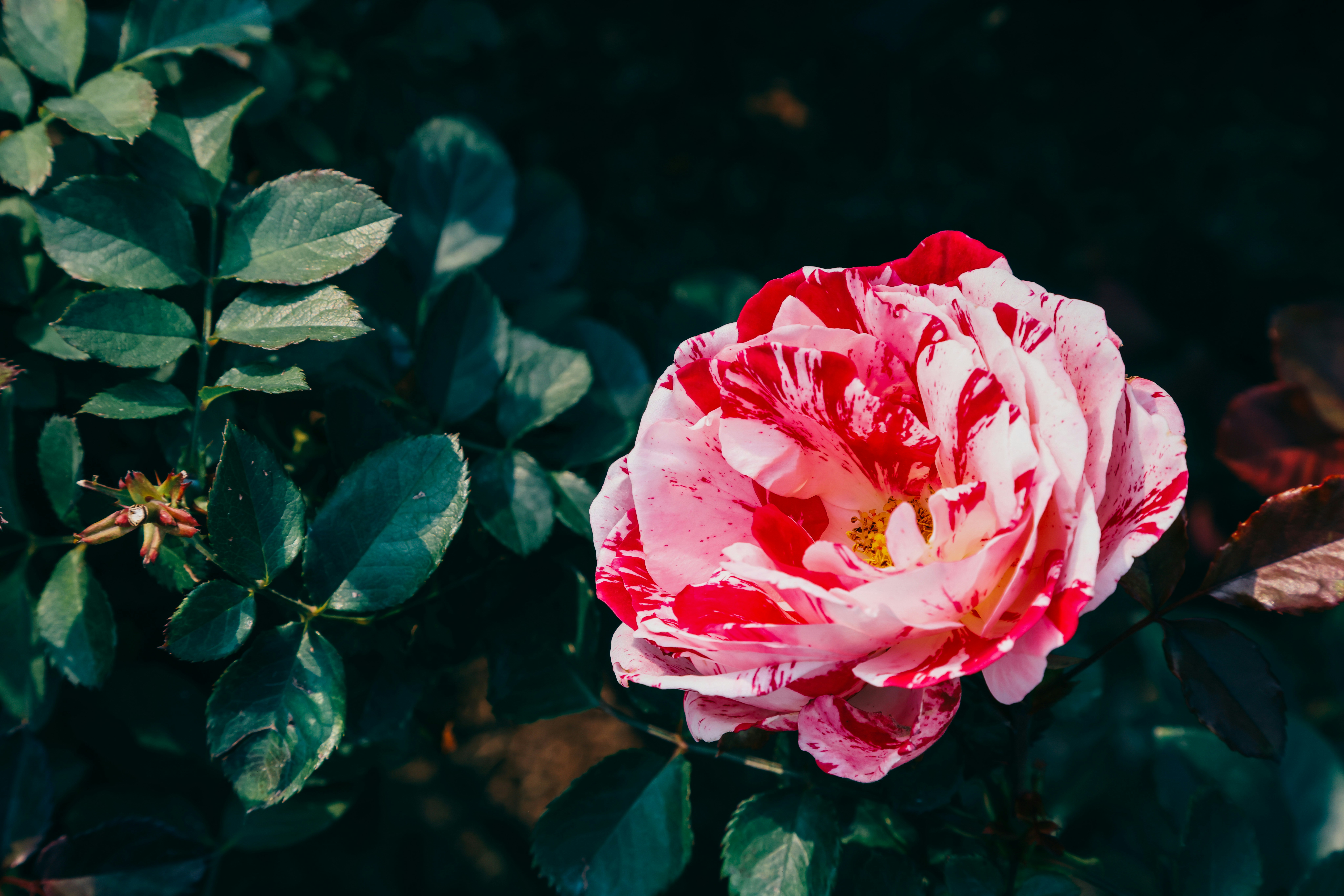 Photo by dickenslin76