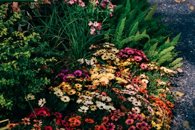 Куп цветя сред тревата