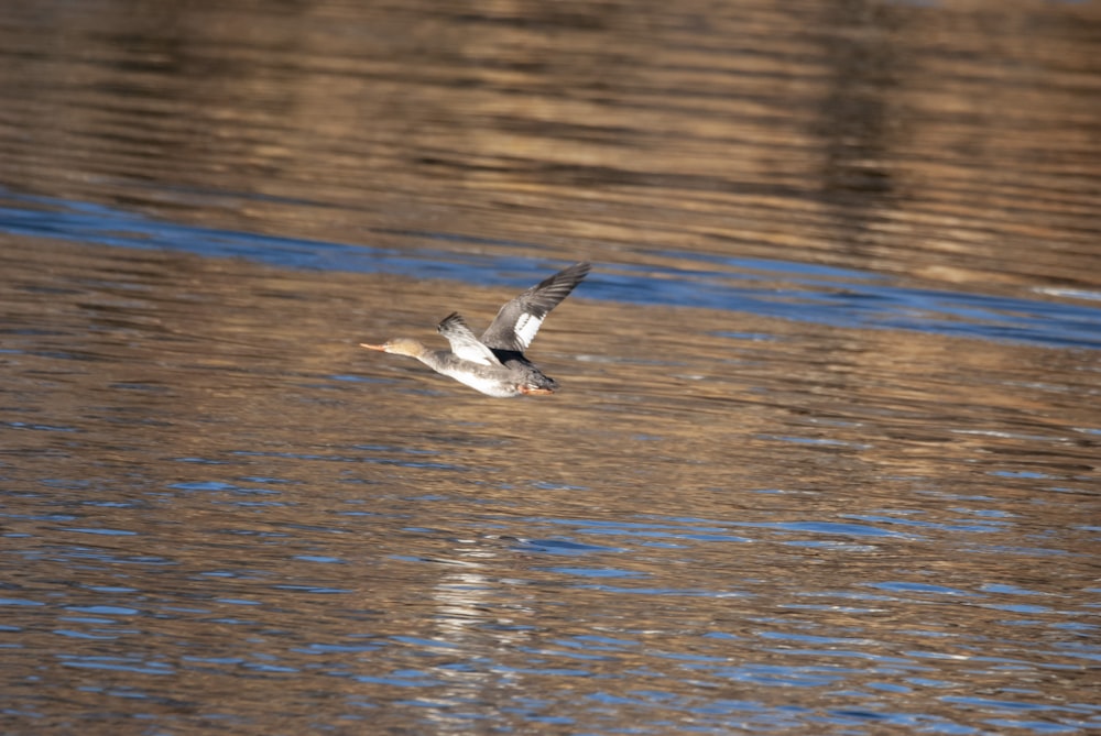 a bird flying over a body of water