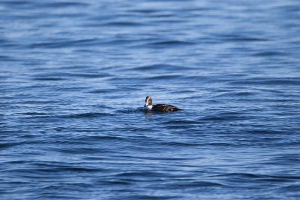 a duck floating on top of a body of water