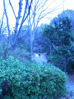 A serene dog park with clean pathways and waste bins.
