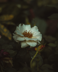 Rosewater Glow Mist