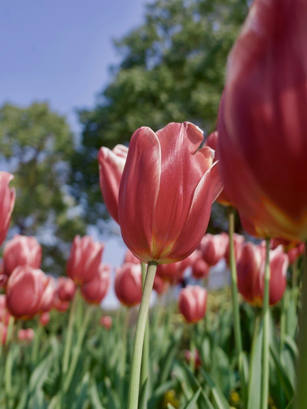 a field of pink tulips with trees in the background