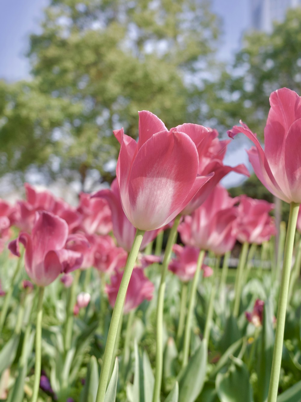 a field of pink tulips with trees in the background