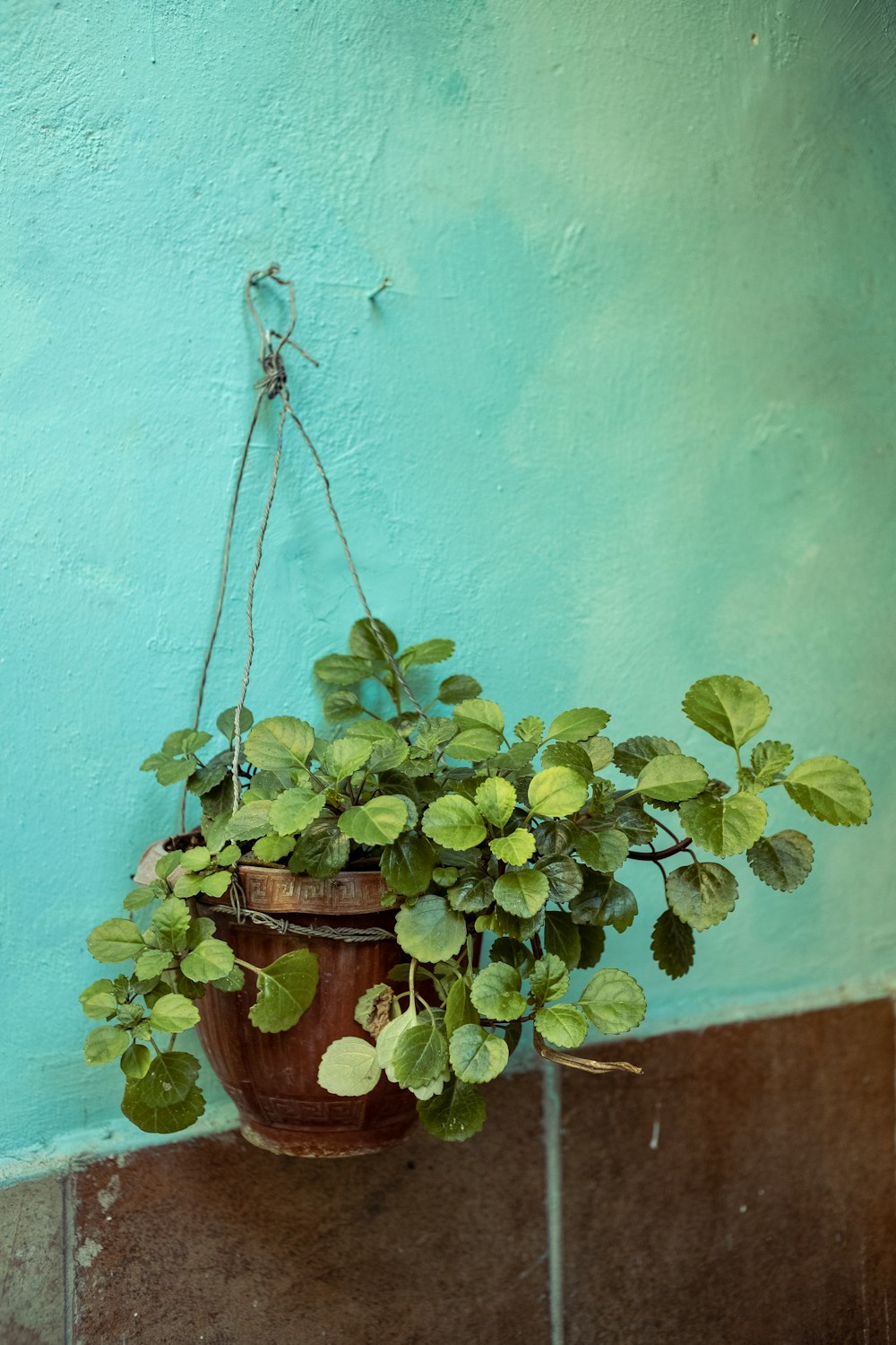 a potted plant hanging on a blue wall