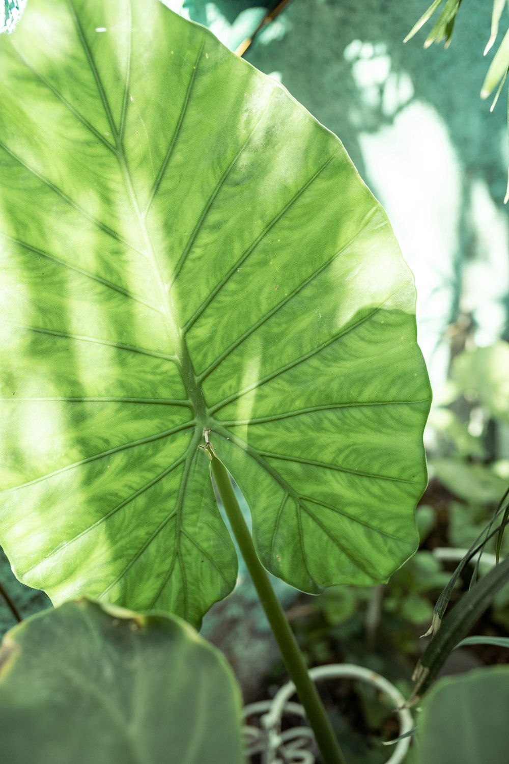 a large green leaf in the middle of a plant