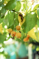Sunlight filtering through lush orange tree leaves with clusters of fruit.