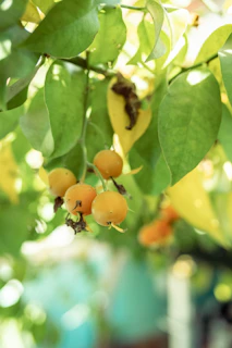 Sunlight filtering through lush orange tree leaves with clusters of fruit.