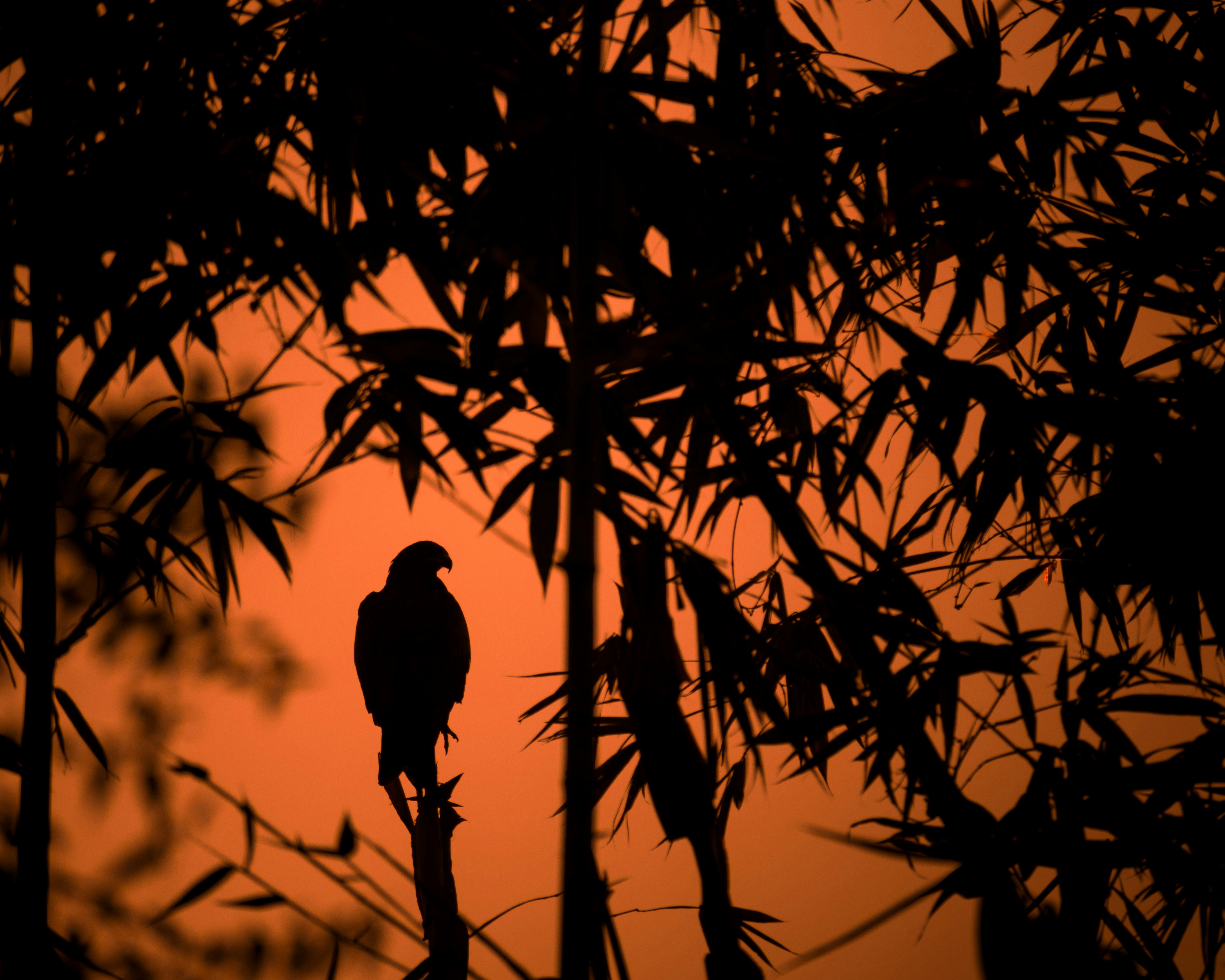 Photo by abhijit_das_unsplsh