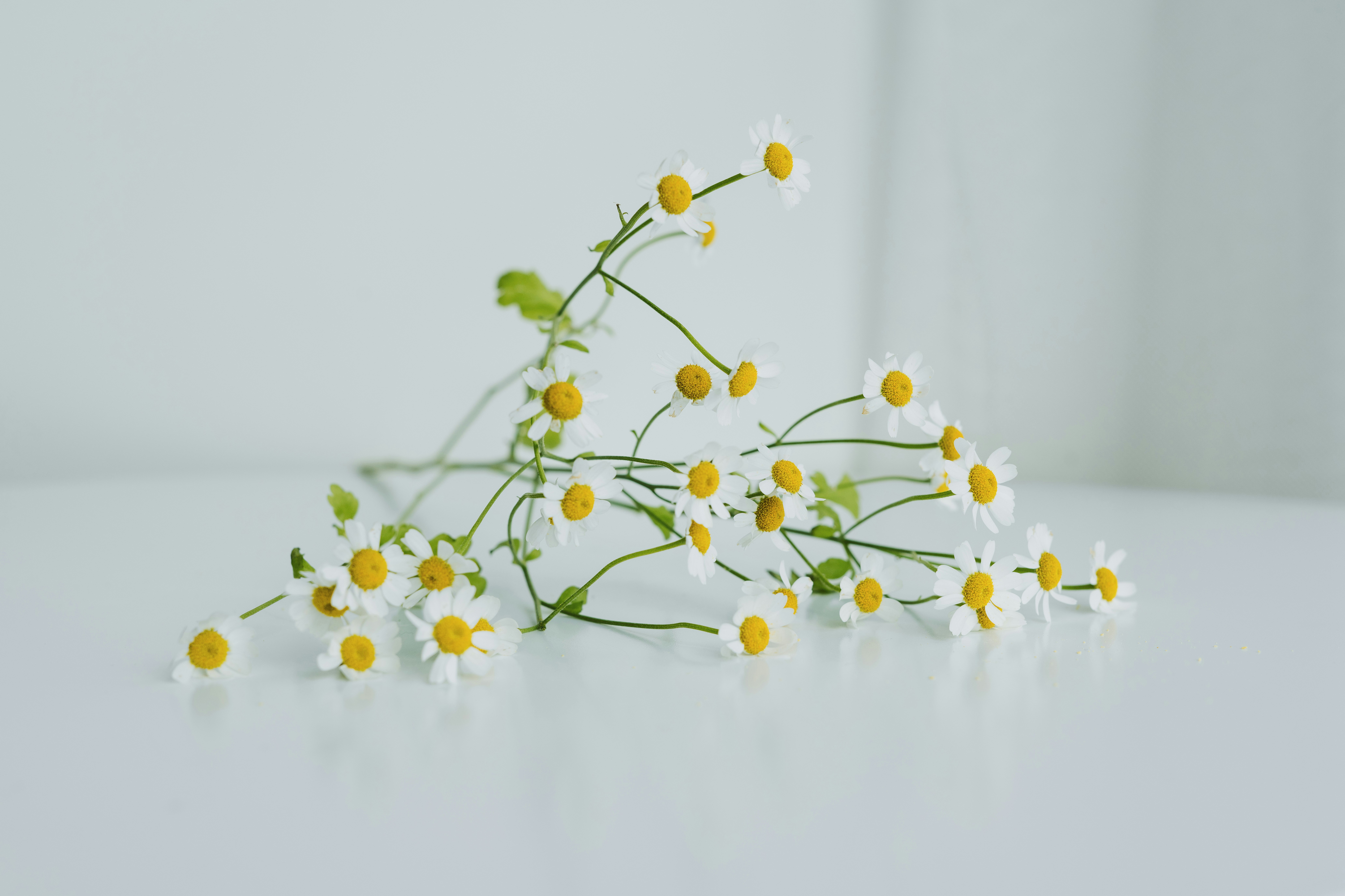 Photo by anitaaustvika